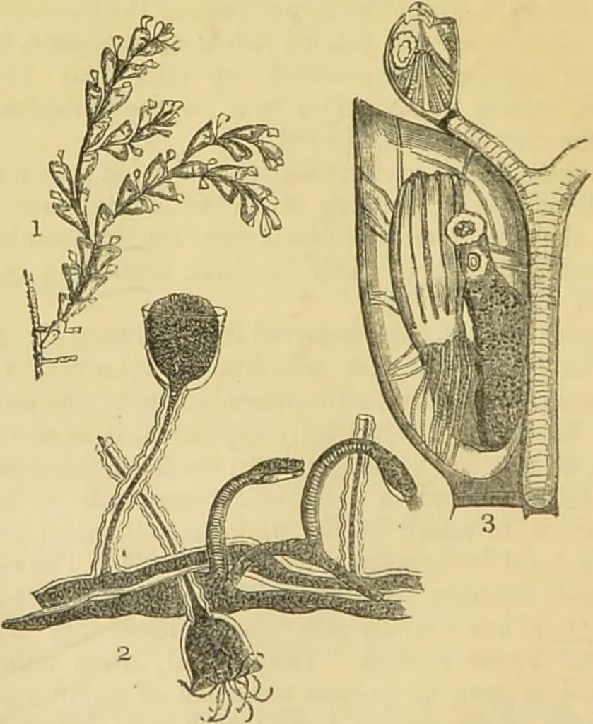 An illustration from The microscope: its history, construction, and application : being a familiar introduction to the use of the instrument and the study of microscopical sciences / by Jabez Hogg., 1869, leaf 547