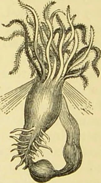 An illustration from The microscope: its history, construction, and application : being a familiar introduction to the use of the instrument and the study of microscopical sciences / by Jabez Hogg., 1869, leaf 554