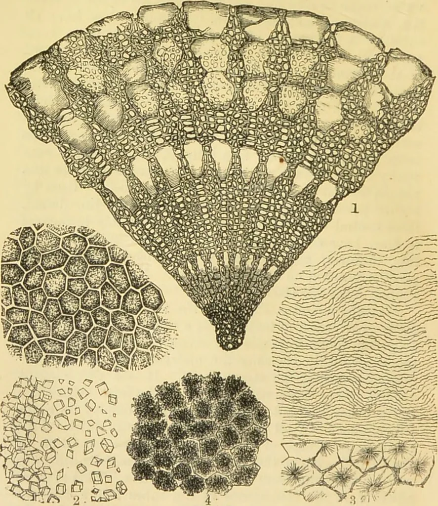 An illustration from The microscope: its history, construction, and application : being a familiar introduction to the use of the instrument and the study of microscopical sciences / by Jabez Hogg., 1869, leaf 561