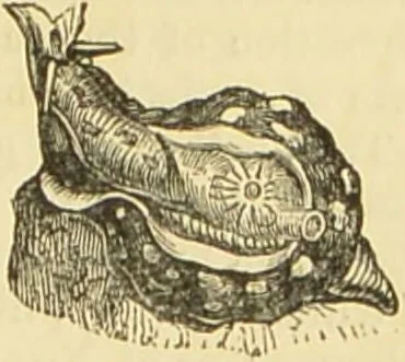 An illustration from The microscope: its history, construction, and application : being a familiar introduction to the use of the instrument and the study of microscopical sciences / by Jabez Hogg., 1869, leaf 562