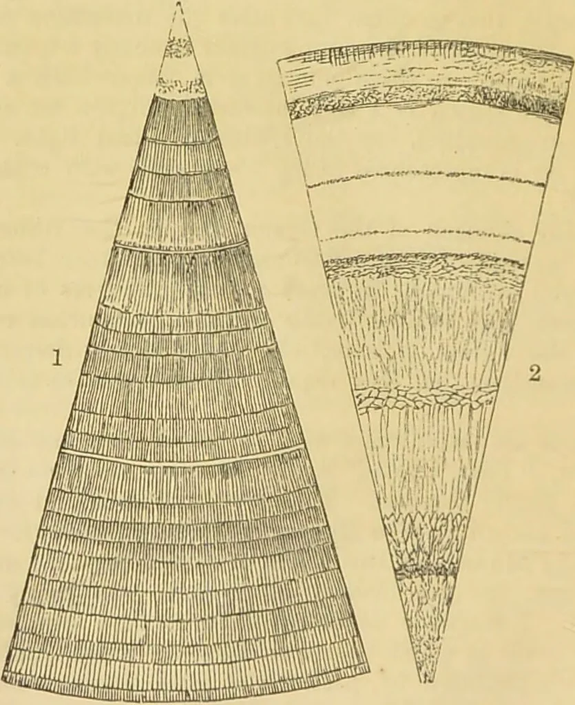 An illustration from The microscope: its history, construction, and application : being a familiar introduction to the use of the instrument and the study of microscopical sciences / by Jabez Hogg., 1869, leaf 567