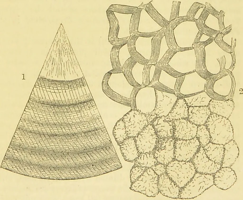 An illustration from The microscope: its history, construction, and application : being a familiar introduction to the use of the instrument and the study of microscopical sciences / by Jabez Hogg., 1869, leaf 568