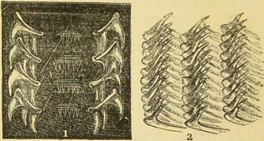 An illustration from The microscope: its history, construction, and application : being a familiar introduction to the use of the instrument and the study of microscopical sciences / by Jabez Hogg., 1869, leaf 571