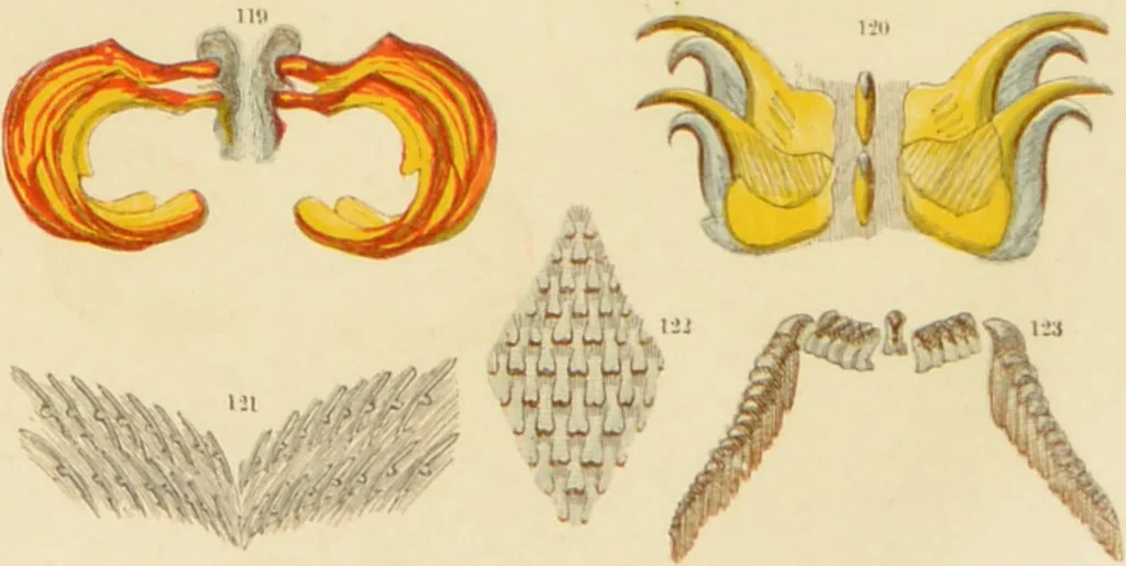 An illustration from The microscope: its history, construction, and application : being a familiar introduction to the use of the instrument and the study of microscopical sciences / by Jabez Hogg., 1869, leaf 574