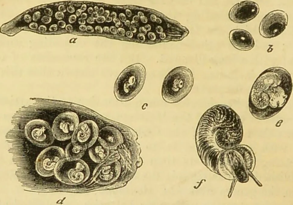 An illustration from The microscope: its history, construction, and application : being a familiar introduction to the use of the instrument and the study of microscopical sciences / by Jabez Hogg., 1869, leaf 583