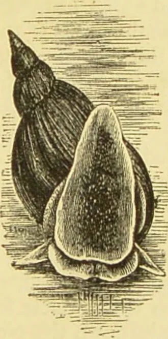 An illustration from The microscope: its history, construction, and application : being a familiar introduction to the use of the instrument and the study of microscopical sciences / by Jabez Hogg., 1869, leaf 584