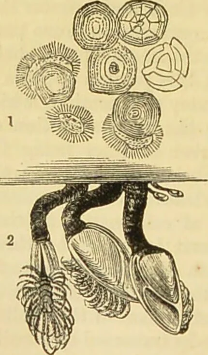 An illustration from The microscope: its history, construction, and application : being a familiar introduction to the use of the instrument and the study of microscopical sciences / by Jabez Hogg., 1869, leaf 591