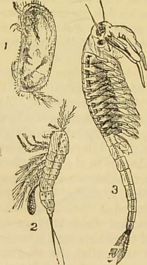 An illustration from The microscope: its history, construction, and application : being a familiar introduction to the use of the instrument and the study of microscopical sciences / by Jabez Hogg., 1869, leaf 593