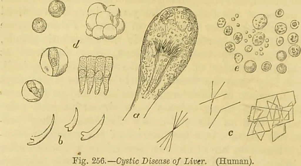 An illustration from The microscope: its history, construction, and application : being a familiar introduction to the use of the instrument and the study of microscopical sciences / by Jabez Hogg., 1869, leaf 607