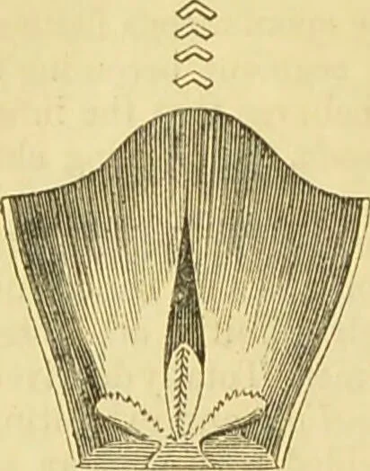 An illustration from The microscope: its history, construction, and application : being a familiar introduction to the use of the instrument and the study of microscopical sciences / by Jabez Hogg., 1869, leaf 611