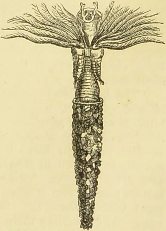 An illustration from The microscope: its history, construction, and application : being a familiar introduction to the use of the instrument and the study of microscopical sciences / by Jabez Hogg., 1869, leaf 612