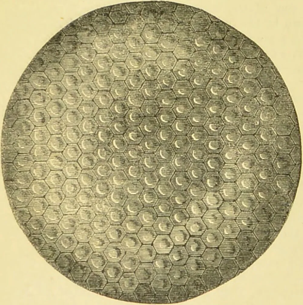 An illustration from The microscope: its history, construction, and application : being a familiar introduction to the use of the instrument and the study of microscopical sciences / by Jabez Hogg., 1869, leaf 624