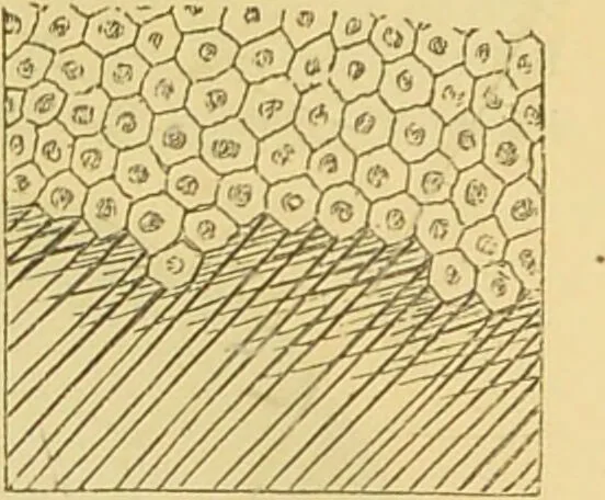 An illustration from The microscope: its history, construction, and application : being a familiar introduction to the use of the instrument and the study of microscopical sciences / by Jabez Hogg., 1869, leaf 625