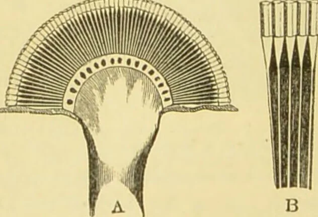 An illustration from The microscope: its history, construction, and application : being a familiar introduction to the use of the instrument and the study of microscopical sciences / by Jabez Hogg., 1869, leaf 626