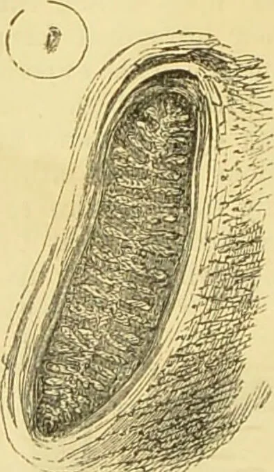 An illustration from The microscope: its history, construction, and application : being a familiar introduction to the use of the instrument and the study of microscopical sciences / by Jabez Hogg., 1869, leaf 627