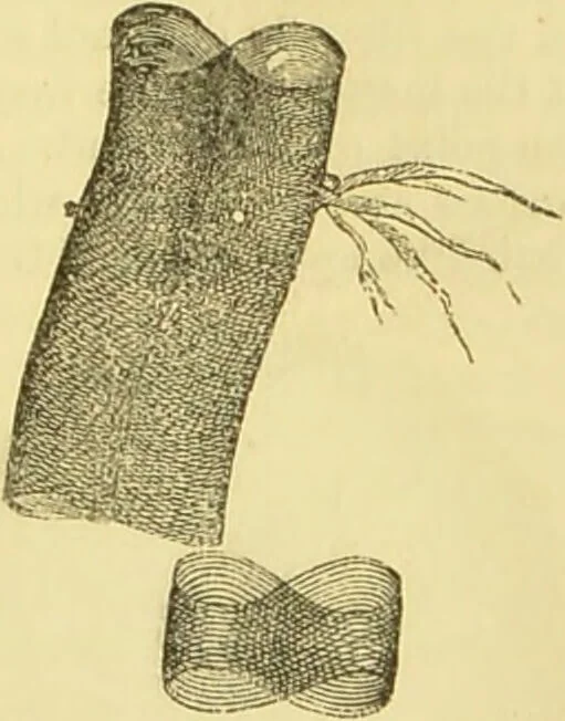 An illustration from The microscope: its history, construction, and application : being a familiar introduction to the use of the instrument and the study of microscopical sciences / by Jabez Hogg., 1869, leaf 628