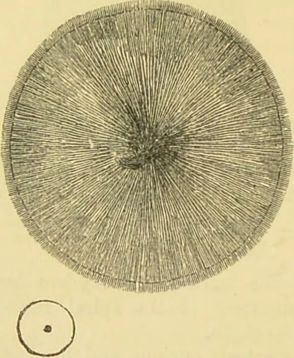 An illustration from The microscope: its history, construction, and application : being a familiar introduction to the use of the instrument and the study of microscopical sciences / by Jabez Hogg., 1869, leaf 629