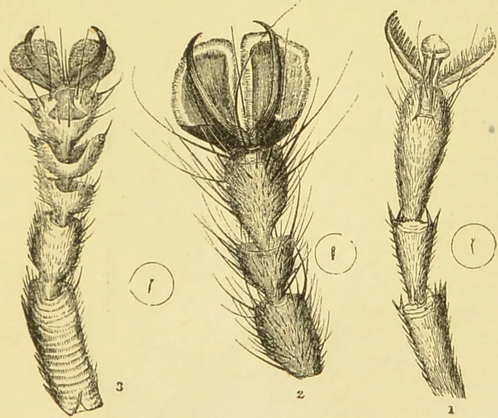 An illustration from The microscope: its history, construction, and application : being a familiar introduction to the use of the instrument and the study of microscopical sciences / by Jabez Hogg., 1869, leaf 632