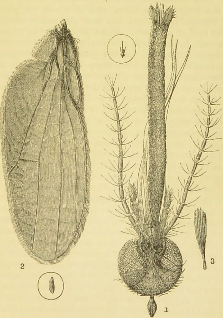 An illustration from The microscope: its history, construction, and application : being a familiar introduction to the use of the instrument and the study of microscopical sciences / by Jabez Hogg., 1869, leaf 640
