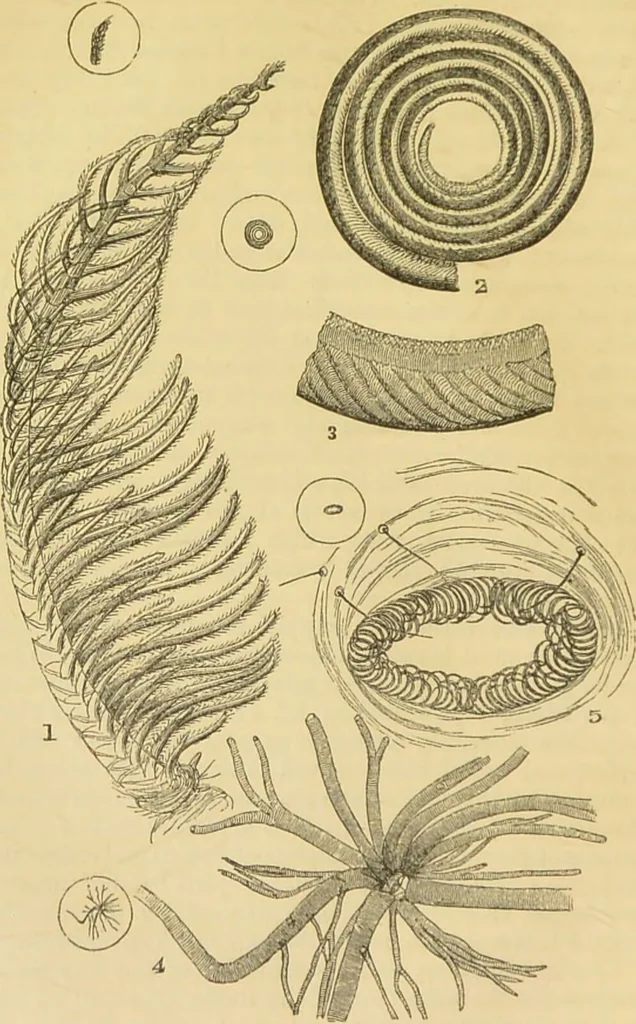 An illustration from The microscope: its history, construction, and application : being a familiar introduction to the use of the instrument and the study of microscopical sciences / by Jabez Hogg., 1869, leaf 649