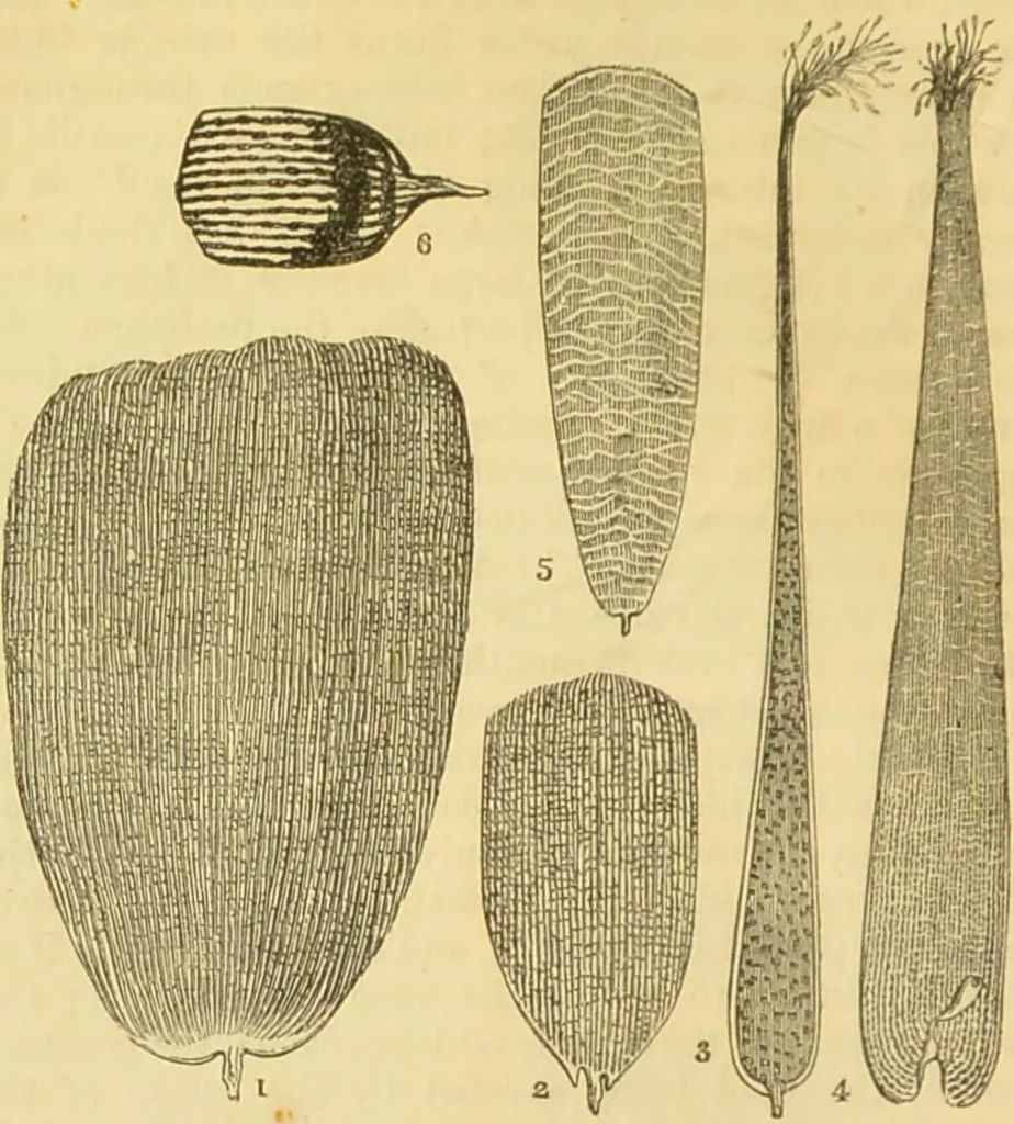 An illustration from The microscope: its history, construction, and application : being a familiar introduction to the use of the instrument and the study of microscopical sciences / by Jabez Hogg., 1869, leaf 651