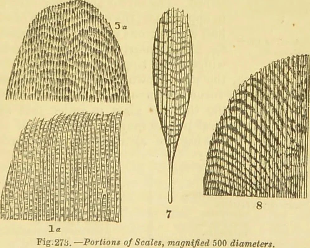 An illustration from The microscope: its history, construction, and application : being a familiar introduction to the use of the instrument and the study of microscopical sciences / by Jabez Hogg., 1869, leaf 652
