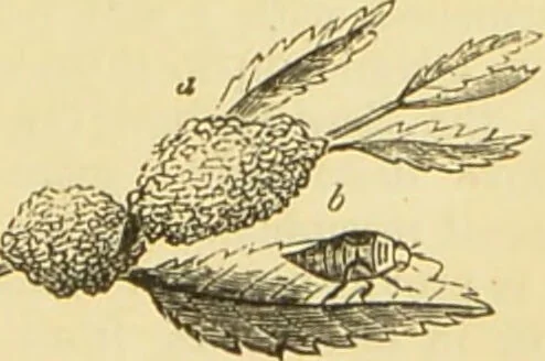 An illustration from The microscope: its history, construction, and application : being a familiar introduction to the use of the instrument and the study of microscopical sciences / by Jabez Hogg., 1869, leaf 656