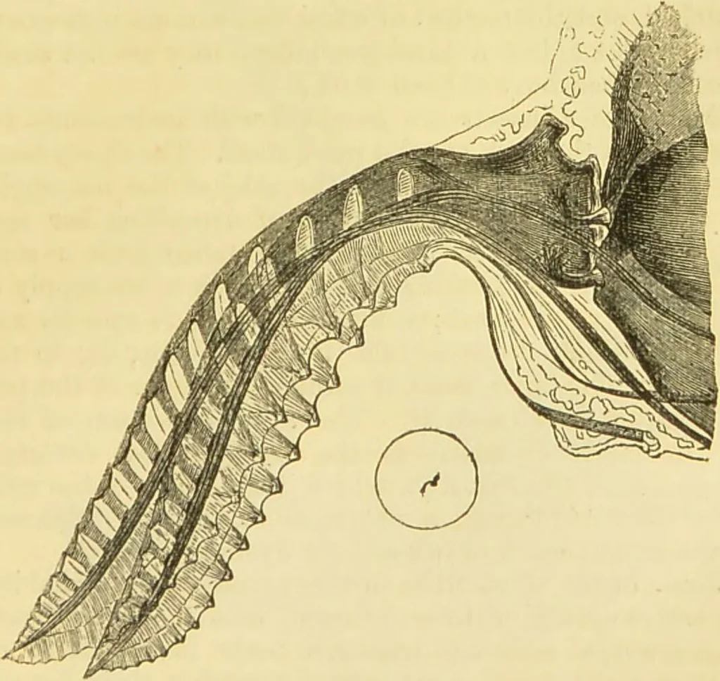 An illustration from The microscope: its history, construction, and application : being a familiar introduction to the use of the instrument and the study of microscopical sciences / by Jabez Hogg., 1869, leaf 658