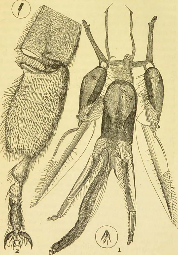 An illustration from The microscope: its history, construction, and application : being a familiar introduction to the use of the instrument and the study of microscopical sciences / by Jabez Hogg., 1869, leaf 662