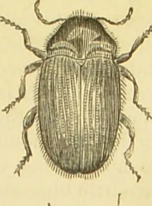 An illustration from The microscope: its history, construction, and application : being a familiar introduction to the use of the instrument and the study of microscopical sciences / by Jabez Hogg., 1869, leaf 664