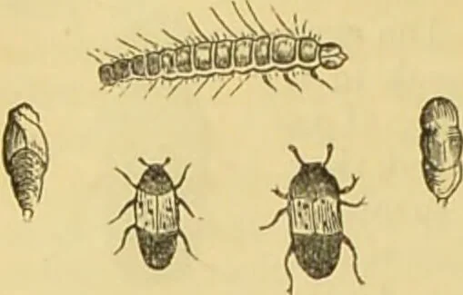 An illustration from The microscope: its history, construction, and application : being a familiar introduction to the use of the instrument and the study of microscopical sciences / by Jabez Hogg., 1869, leaf 665