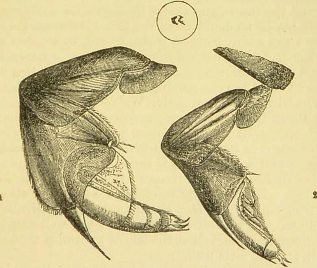 An illustration from The microscope: its history, construction, and application : being a familiar introduction to the use of the instrument and the study of microscopical sciences / by Jabez Hogg., 1869, leaf 666