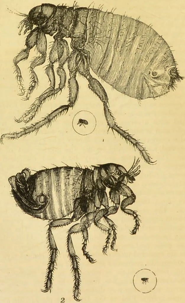 An illustration from The microscope: its history, construction, and application : being a familiar introduction to the use of the instrument and the study of microscopical sciences / by Jabez Hogg., 1869, leaf 671