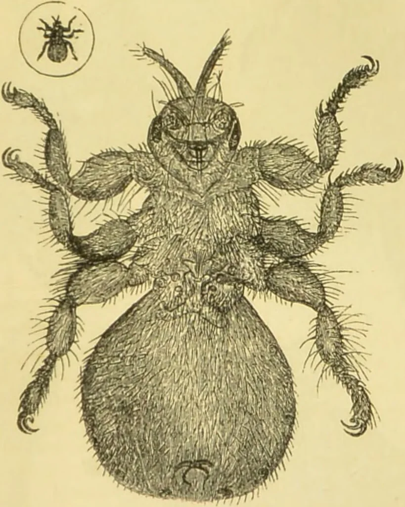 An illustration from The microscope: its history, construction, and application : being a familiar introduction to the use of the instrument and the study of microscopical sciences / by Jabez Hogg., 1869, leaf 674