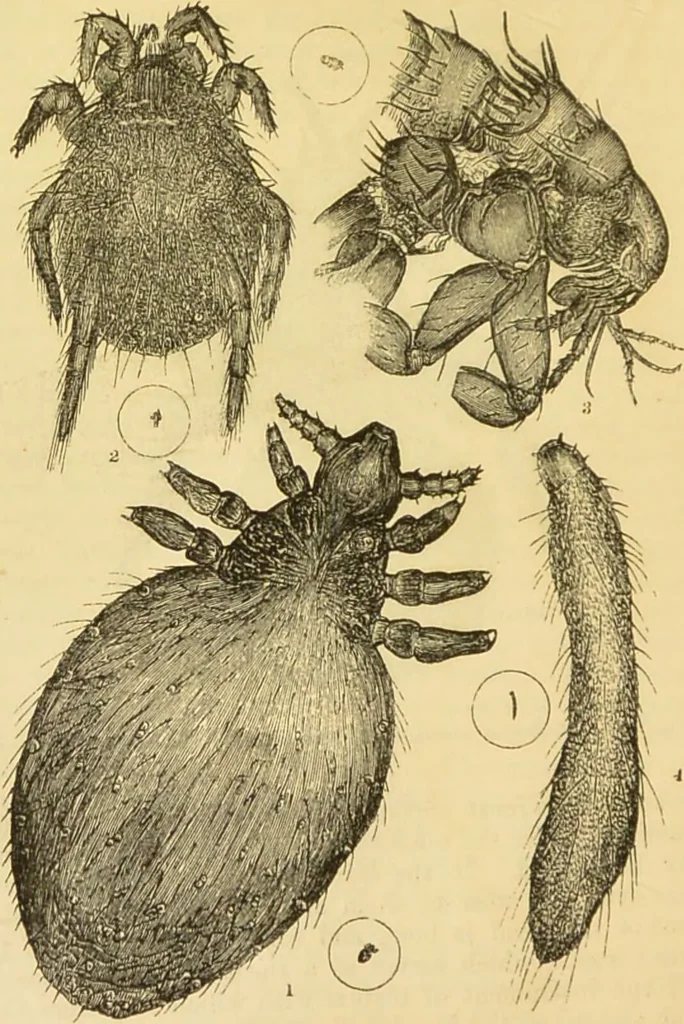 An illustration from The microscope: its history, construction, and application : being a familiar introduction to the use of the instrument and the study of microscopical sciences / by Jabez Hogg., 1869, leaf 675