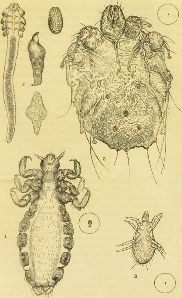 An illustration from The microscope: its history, construction, and application : being a familiar introduction to the use of the instrument and the study of microscopical sciences / by Jabez Hogg., 1869, leaf 676