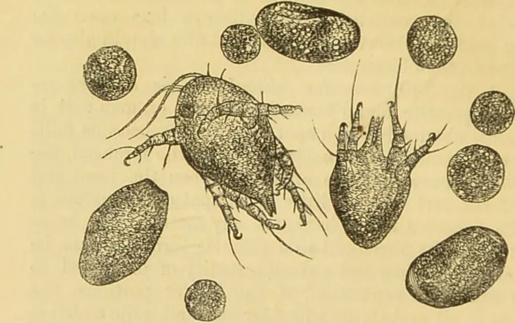 An illustration from The microscope: its history, construction, and application : being a familiar introduction to the use of the instrument and the study of microscopical sciences / by Jabez Hogg., 1869, leaf 679
