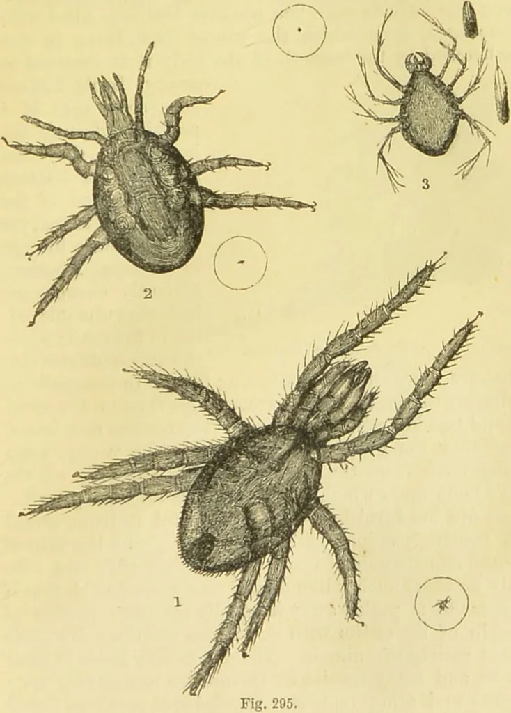 An illustration from The microscope: its history, construction, and application : being a familiar introduction to the use of the instrument and the study of microscopical sciences / by Jabez Hogg., 1869, leaf 682