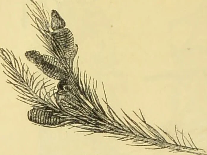 An illustration from The microscope: its history, construction, and application : being a familiar introduction to the use of the instrument and the study of microscopical sciences / by Jabez Hogg., 1869, leaf 683