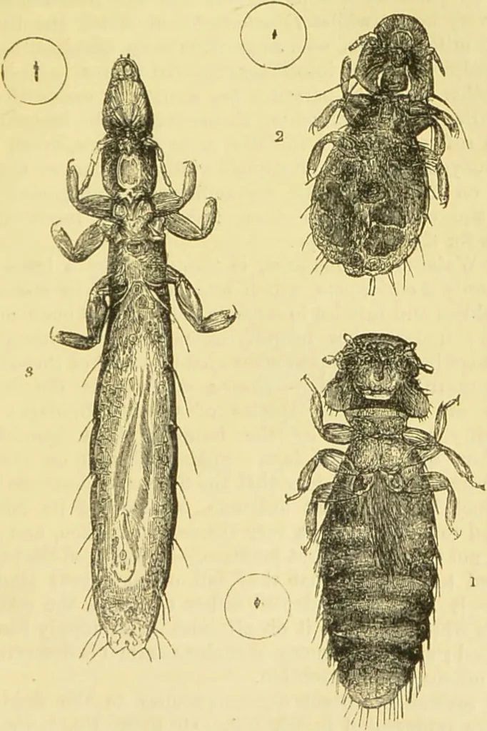 An illustration from The microscope: its history, construction, and application : being a familiar introduction to the use of the instrument and the study of microscopical sciences / by Jabez Hogg., 1869, leaf 684
