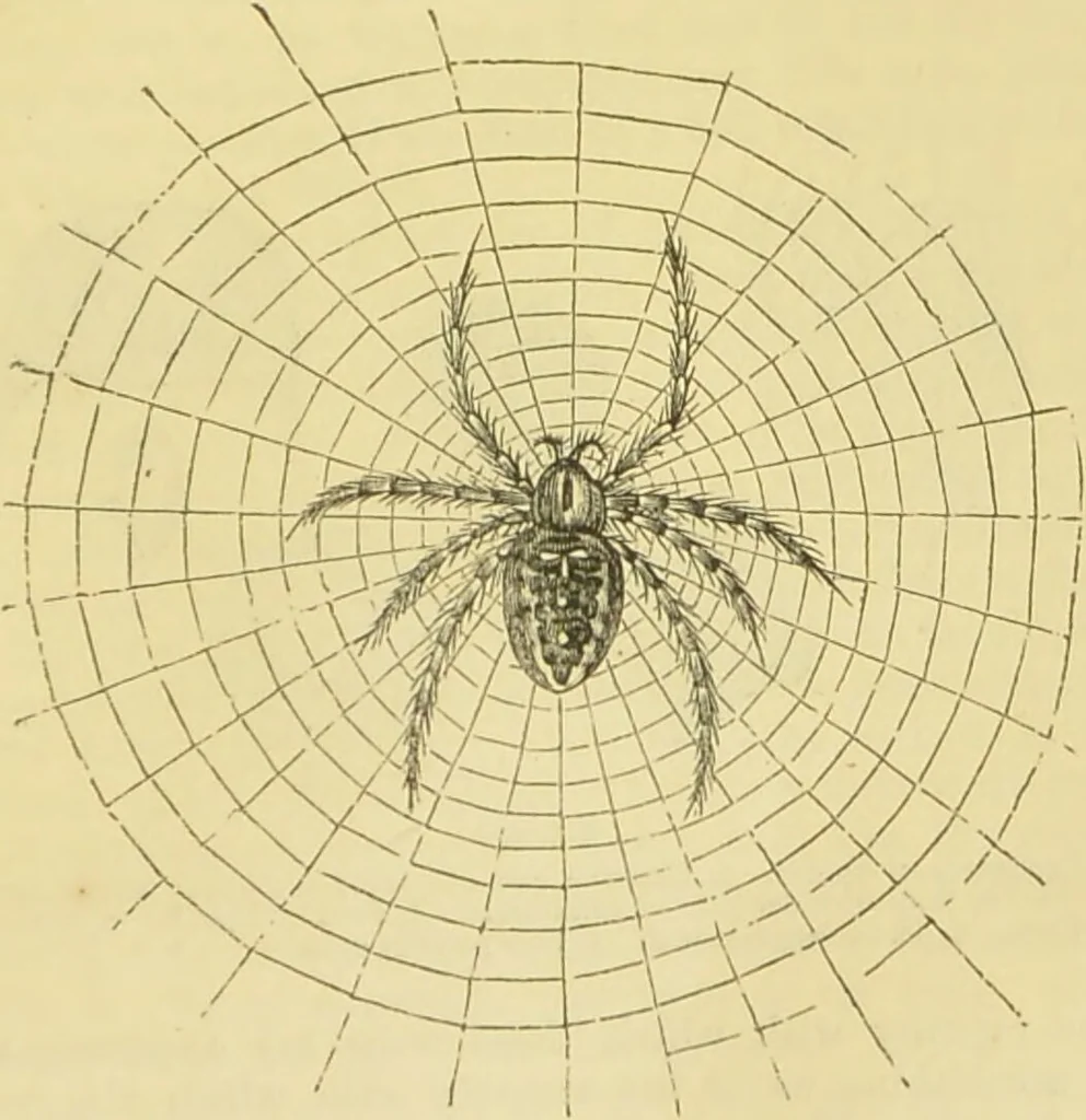 An illustration from The microscope: its history, construction, and application : being a familiar introduction to the use of the instrument and the study of microscopical sciences / by Jabez Hogg., 1869, leaf 686