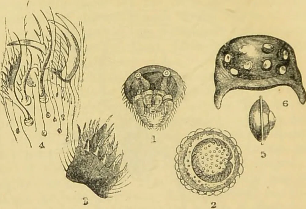 An illustration from The microscope: its history, construction, and application : being a familiar introduction to the use of the instrument and the study of microscopical sciences / by Jabez Hogg., 1869, leaf 687
