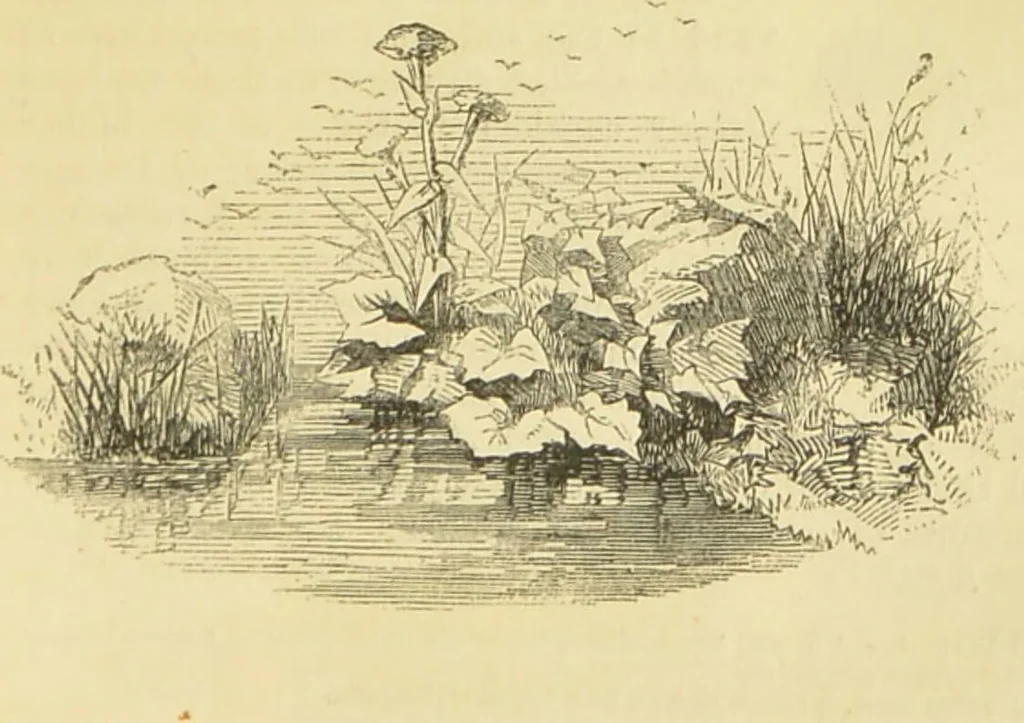 An illustration from The microscope: its history, construction, and application : being a familiar introduction to the use of the instrument and the study of microscopical sciences / by Jabez Hogg., 1869, leaf 694