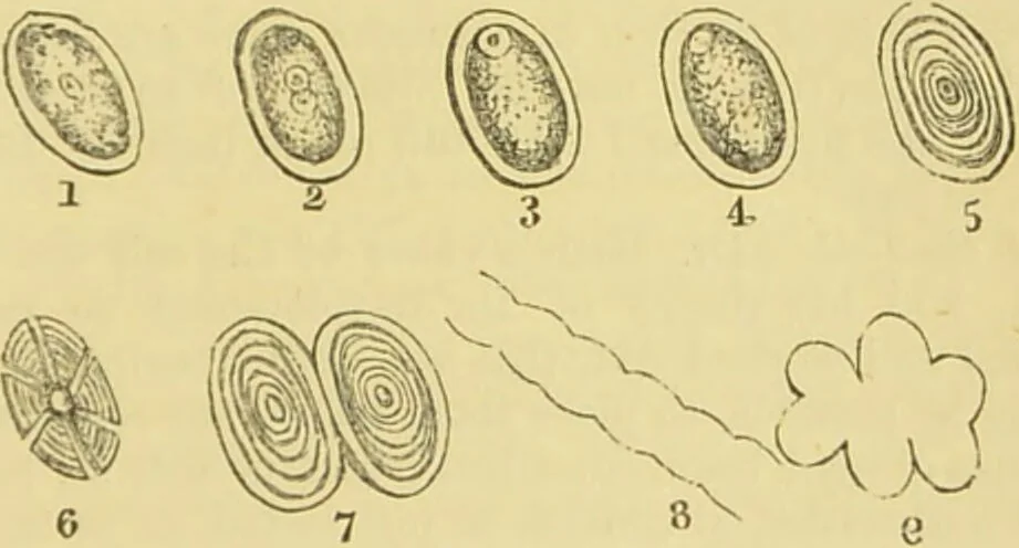 An illustration from The microscope: its history, construction, and application : being a familiar introduction to the use of the instrument and the study of microscopical sciences / by Jabez Hogg., 1869, leaf 702
