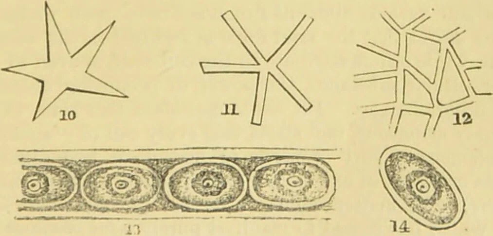 An illustration from The microscope: its history, construction, and application : being a familiar introduction to the use of the instrument and the study of microscopical sciences / by Jabez Hogg., 1869, leaf 702