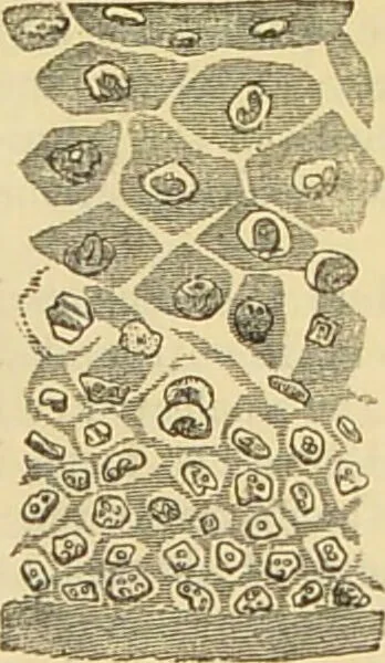 An illustration from The microscope: its history, construction, and application : being a familiar introduction to the use of the instrument and the study of microscopical sciences / by Jabez Hogg., 1869, leaf 711