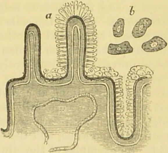 An illustration from The microscope: its history, construction, and application : being a familiar introduction to the use of the instrument and the study of microscopical sciences / by Jabez Hogg., 1869, leaf 712