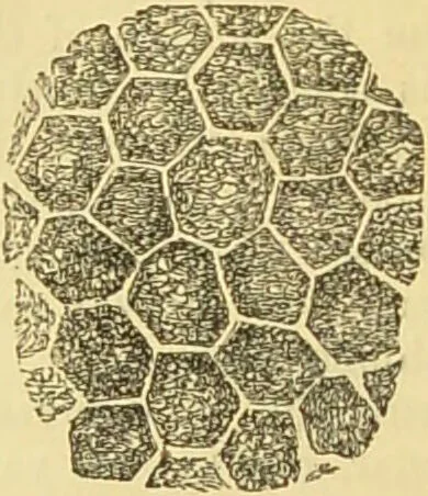 An illustration from The microscope: its history, construction, and application : being a familiar introduction to the use of the instrument and the study of microscopical sciences / by Jabez Hogg., 1869, leaf 715