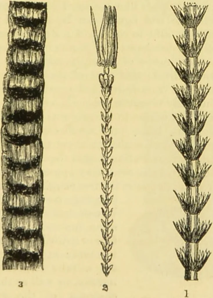 An illustration from The microscope: its history, construction, and application : being a familiar introduction to the use of the instrument and the study of microscopical sciences / by Jabez Hogg., 1869, leaf 716