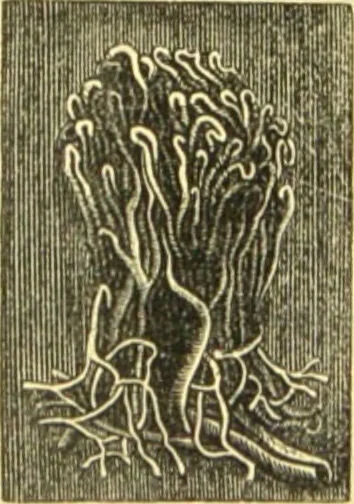 An illustration from The microscope: its history, construction, and application : being a familiar introduction to the use of the instrument and the study of microscopical sciences / by Jabez Hogg., 1869, leaf 718